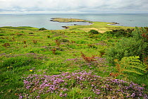 Wildflowers at the South end of Bardsey Island with farmland and a lighthouse in the distance. North Wales, UK, August 2012