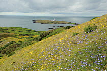 Harebells on east slope on Bardsey Island, with a lighthouse in the distance. North Wales, UK, August 2012