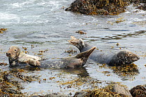 Grey Seals (Halichoerus grypus) resting on submerged rocks. Bardsey Island, North Wales, UK, August