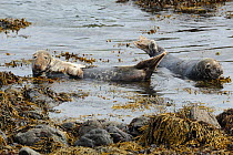 Grey Seal (Halichoerus grypus) resting on submerged rocks. Bardsey Island, North Wales, UK, August