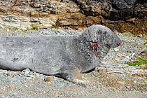 Grey Seal (Halichoerus grypus) with a wounded neck from fighting. Bardsey Island, North Wales, UK, August