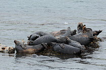 Grey Seal (Halichoerus grypus) group hauled out rocks. Bardsey Island, North Wales, UK, August