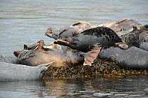 Grey Seal (Halichoerus grypus) group hauled out on seaweed covered rocks. Bardsey Island, North Wales, UK, August