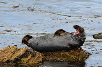 Grey Seal (Halichoerus grypus) hauled out on seaweed covered rocks. Bardsey Island, North Wales, UK, August