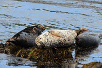 Grey Seal (Halichoerus grypus) hauled out on seaweed covered rocks. Bardsey Island, North Wales, UK, August