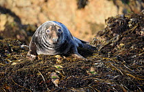 Grey Seal (Halichoerus grypus) hauled out seaweed covered rocks at low tide. Bardsey Island, North Wales, UK, August