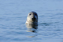 Grey Seal (Halichoerus grypus) with its head out of the water. Bardsey Island, North Wales, UK, August
