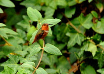 Male Allen's hummingbird (Selasphorus sasin), Los Angeles, California, September.