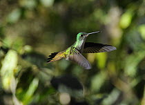 Andean emerald hummingbird (Amazilia franciae), Tandayapa, Ecuador.