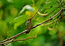 Male Sword billed hummingbird (Ensifera ensifera), Guango, Ecuador.