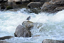 Male Torrent Duck (Merganetta armata) by river, Guango River, Ecuador
