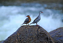 Pair of Torrent ducks (Merganetta armata), Guango River, Ecuador.