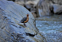 Female Torrent duck (Merganetta armata) Guango River, Ecuador.