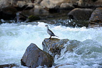 Male Torrent duck (Merganetta armata) Guango River, Ecuador.