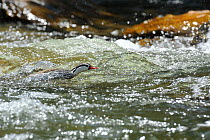 Male Torrent duck (Merganetta armata) swimming in rapids, Guango River, Ecuador.