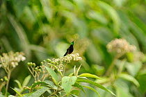 Wire-crested thorntail (Discosura popelairii), Wild Sumaco, Ecuador.