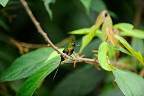 Male Wire-crested thorntail (Discosura popelairii) Wild Sumaco, Ecuador.