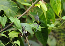 Male Wire-crested thorntail (Discosura popelairii) displaying to a female, Wild Sumaco, Ecuador.