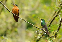White-throated hummingbird (Leucochloris albicollis) and female Brazilian ruby (Clytolaema rubricauda) Santa Teresa, Rio de Janeiro, Brazil.