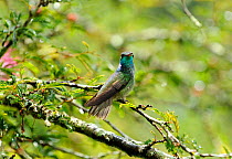 Versicoloured emerald hummingbird (Amazilia versicolour) Santa Teresa, Rio de Janeiro, Brazil.