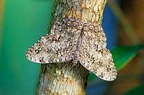 Glaucous Cracker Butterfly (Hamadryas glauconome) Aldama, Tamaulipas, northeastern Mexico, August.