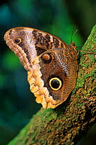 Yellow-Bordered Owl-Butterfly (Caligo uranus), Lacandon Rainforest, Montes Azules Biosphere Reserve, Chiapas, southern Mexico, August.