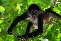 Central American Spider Monkey (Ateles geoffroyi) juvenile, Punta Laguna, Otoch Ma'ax Yetel Kooh Reserve, Yucatan Peninsula, Mexico, October. Endangered species.