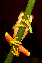 Red-Eyed Tree Frog (Agalychnis callidryas) clasping stem, Punta Laguna, Otoch Ma'ax Yetel Kooh Reserve, Yucatan Peninsula, Mexico, October.