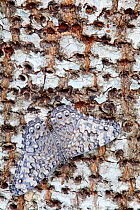 Gray Cracker Butterfly (Hamadryas februa), Dzibilchaltun, Yucatan Peninsula, Mexico, August.
