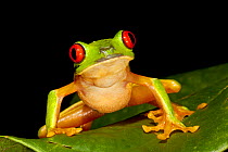 Red-Eyed Tree Frog (Agalychnis callidryas), Punta Laguna, Otoch Ma'ax Yetel Kooh Reserve, Yucatan Peninsula, Mexico, October.