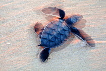 Green Turtle (Chelonia mydas) hatchling on its way to the sea, Ria Lagartos Biosphere Reserve, Yucatan Peninsula, Mexico, August. Endangered species.