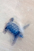 Green Turtle (Chelonia mydas) hatchling on its way to the sea, Ria Lagartos Biosphere Reserve, Yucatan Peninsula, Mexico, August.