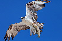 Osprey (Pandion haliaetus) flying with fish prey, Ria Lagartos Biosphere Reserve, Yucatan Peninsula, Mexico, August.