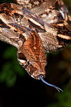 Boa (Boa constrictor), Calakmul Biosphere Reserve, Yucatan Peninsula, Mexico, October.