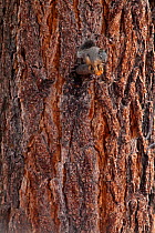 Mearns's Squirrel (Tamiasciurus mearnsi) on tree trunk,  San Pedro Martir National Park, Baja California Peninsula, Mexico, May.