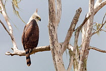 Ornate Hawk-Eagle (Spizaetus ornatus) juvenile,  Calakmul Biosphere Reserve, Yucatan Peninsula, Mexico, November.