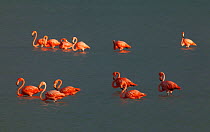 American Flamingo (Phoenicopterus ruber), Ria Lagartos Biosphere Reserve, Yucatan Peninsula, Mexico, August.