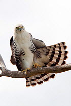 Ornate Hawk-Eagle (Spizaetus ornatus) juvenile stretching, Calakmul Biosphere Reserve, Yucatan Peninsula, Mexico, November.
