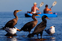 Double-Crested Cormorant (Phalacrocorax auritus), Royal Tern (Sterna maxima) and tourists canoeing in background, El Requeson, Gulf of California, Baja California Peninsula, Mexico, December. (Digital...