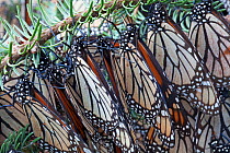 Monarch butterfly (Danaus plexippus) hibernating, Mariposa Monarca Special Biosphere Reserve, central Mexico, January.