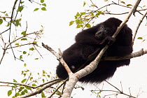 Yucatan Black Howler Monkey (Alouatta pigra) in tree,  Calakmul Biosphere Reserve, Yucatan Peninsula, Mexico, November. Endangered species.