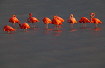 American Flamingo (Phoenicopterus ruber), Ria Lagartos Biosphere Reserve, Yucatan Peninsula, Mexico, August.