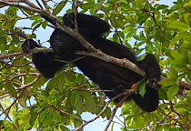 Yucatan Black Howler Monkey (Alouatta pigra),  Calakmul Biosphere Reserve, Yucatan Peninsula, Mexico. Endangered species.