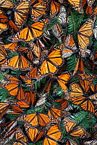 Monarch butterfly (Danaus plexippus) hibernating, Mariposa Monarca Special Biosphere Reserve, central Mexico, January.