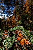 Monarch butterfly (Danaus plexippus) hibernating in Sacred Fir (Abies religiosa) forest, Mariposa Monarca Special Biosphere Reserve, central Mexico, January.