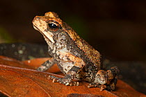Campbell's Rainforest Toad (Incilius / Bufo campbelli), El Mirador Rio Azul National Park, Department of Peten, Guatemala, October.