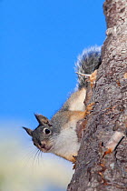 Mearns's Squirrel (Tamiasciurus mearnsi) San Pedro Martir National Park, Baja California Peninsula, Mexico, May.