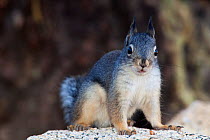 Mearns's Squirrel (Tamiasciurus mearnsi), IUCN redlist Endangered, San Pedro Martir National Park, Baja California Peninsula, Mexico, May.
