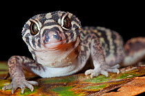 Yucatan banded gecko (Coleonyx elegans), El Mirador- Rio Azul National Park, Department of Peten, Guatemala, October.