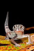 Yucatan banded gecko (Coleonyx elegans), El Mirador-Rio Azul National Park, Department of Peten, Guatemala, October.